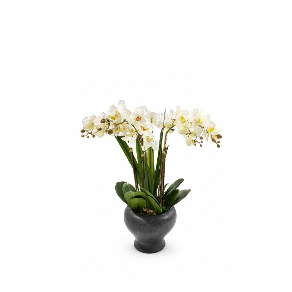 24"H Artificial Phalaenopsis Orchids with Succulents Floral Arrangement in Pot